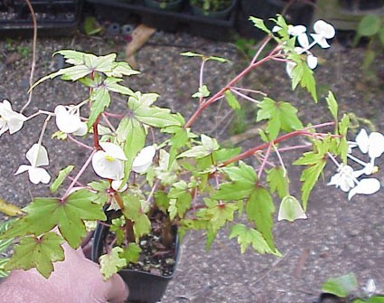 B. ‘Lacy Dregei’